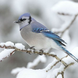 Vorschaubild Wie klingt der Winter? - So klingt der Winter!