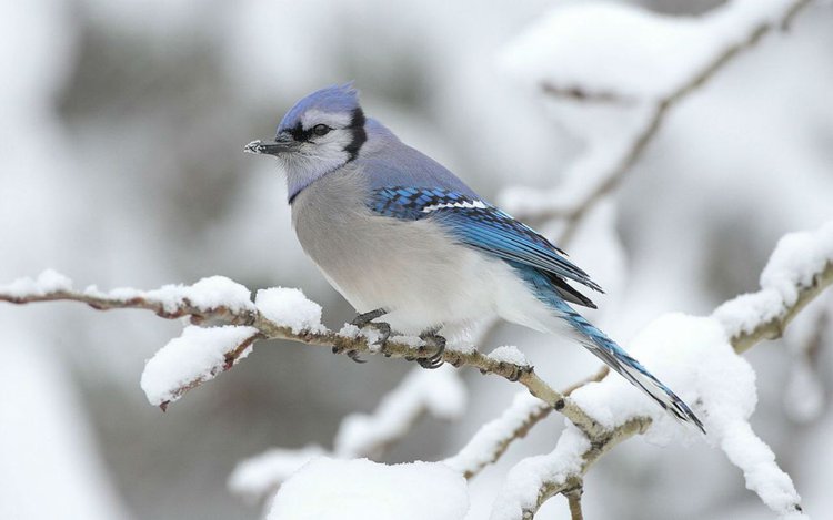 Wie klingt der Winter? - So klingt der Winter!
