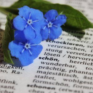 Vorschaubild Wöör op plattdüütsch - Erstellung einer niederdeutschen Wörtersammlung mit Book Creator