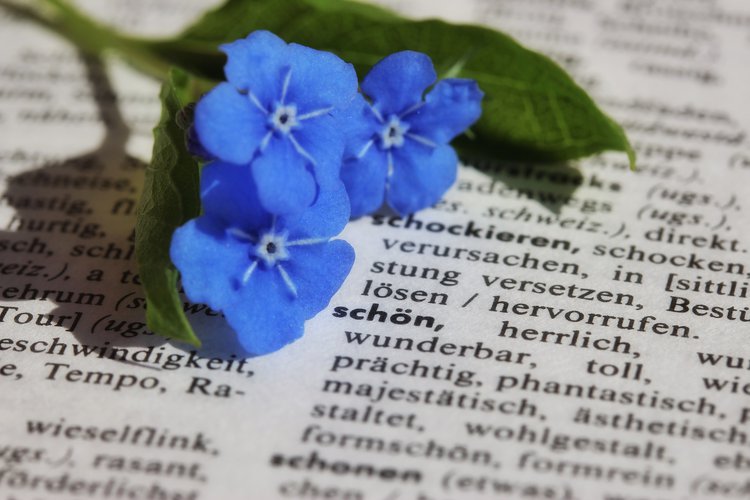 Wöör op plattdüütsch - Erstellung einer niederdeutschen Wörtersammlung mit Book Creator