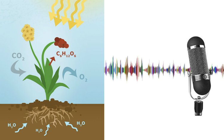 Einen wissenschaftlichen Audio-Podcast planen und erstellen