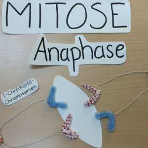 Vorschaubild Erstellung eines Stop-Motion-Videos am Beispiel der Mitose