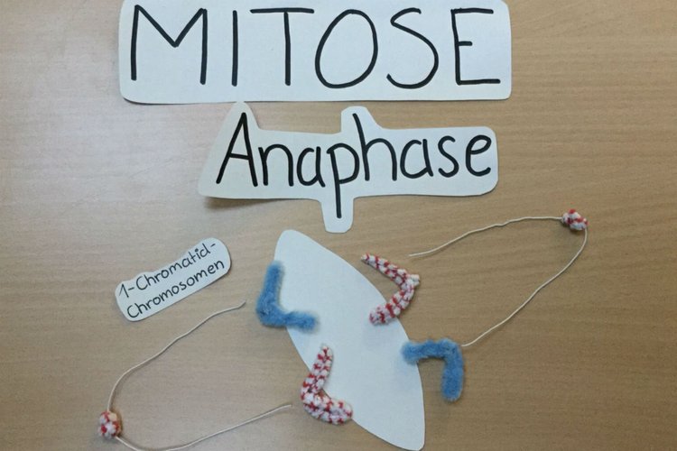 Erstellung eines Stop-Motion-Videos am Beispiel der Mitose